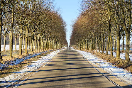 photo of asphalt road between trees during daytime thumbnail