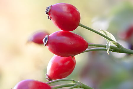 red fruits thumbnail
