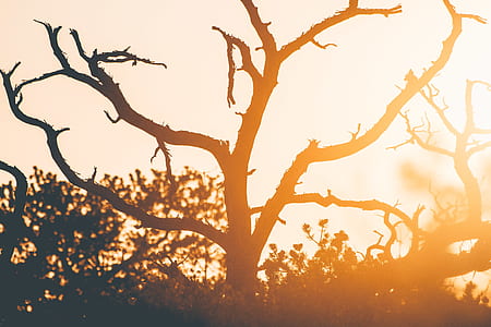 leafless tree thumbnail