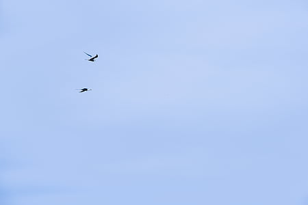 low angle photo of silhouette of birds flying under the sky thumbnail