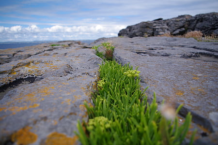 green leaf plants on rocky surface at daytime thumbnail