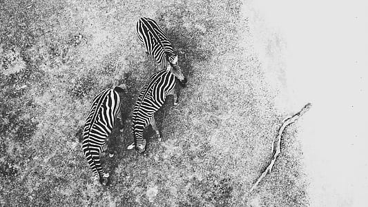aerial view of three zebras thumbnail