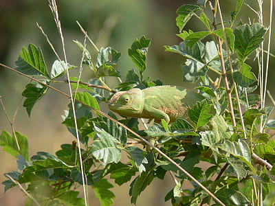 green gecko on green plant thumbnail