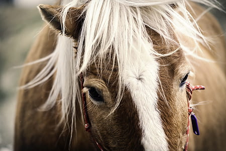 brown horse thumbnail