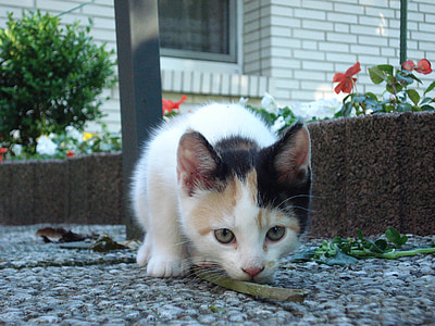calico kitten licking wood on ground behind bar near brick wall house thumbnail