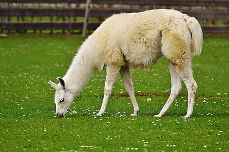 white Llama standing on green grass field during daytime thumbnail