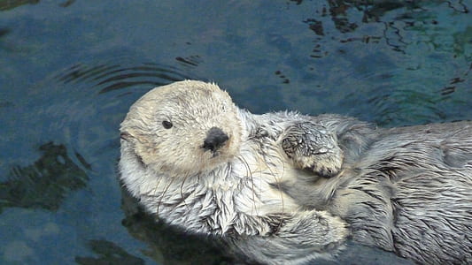 white and brown beaver swam in water thumbnail