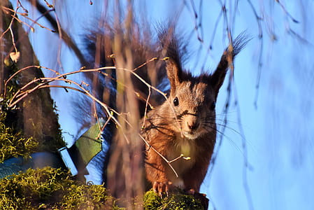 close-up photography of squirrel thumbnail