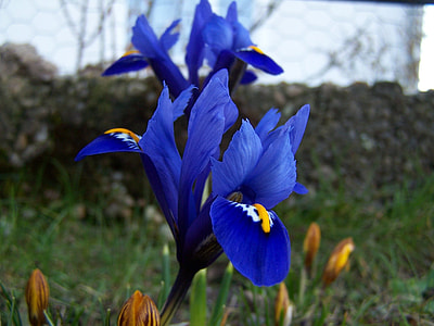 Iris Breeding, Iris thumbnail