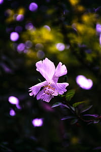 Purple Hibiscus Flower Selective-focus Photography thumbnail