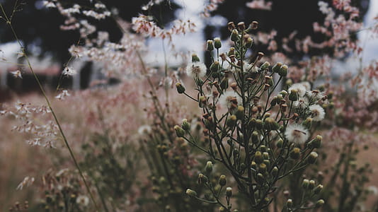 Shallow Focus Photography of White Flowers thumbnail