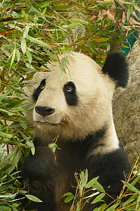 white and black panda under the bamboo grass thumbnail