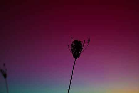 silhouette photograph of plant thumbnail
