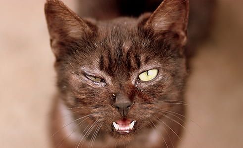 selective focus photo of brown cat thumbnail