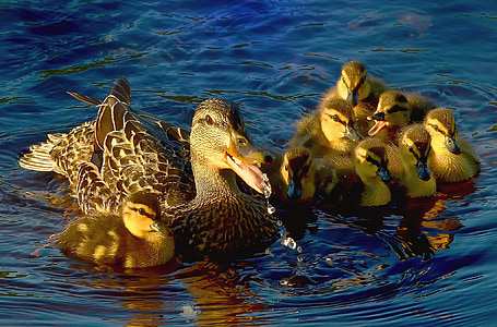 duck and duckling on body of water thumbnail