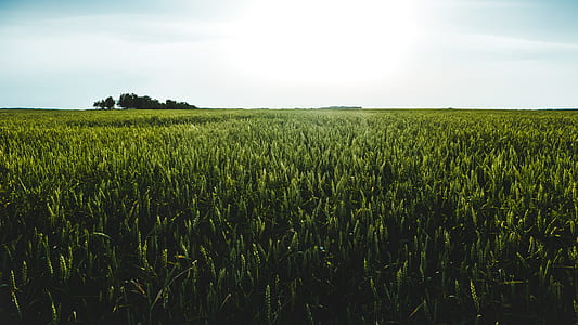 green grass field thumbnail