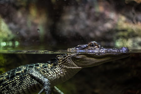 alligator under water thumbnail