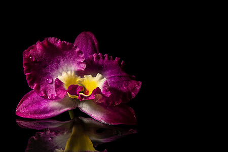 purple and white flower thumbnail