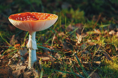 food, nature, red, summer thumbnail