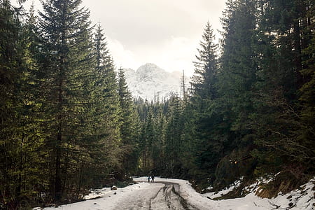 two people walking on snow covered pathway surrounded by green trees under cloudy daytime sky thumbnail