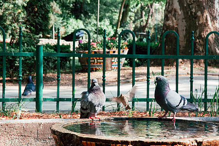 Doves on a fountain thumbnail