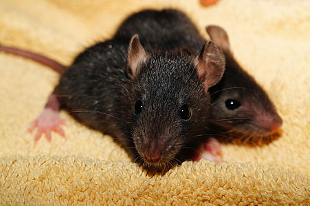 two black mice on brown towel thumbnail