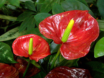Anthurium - Red blooms thumbnail