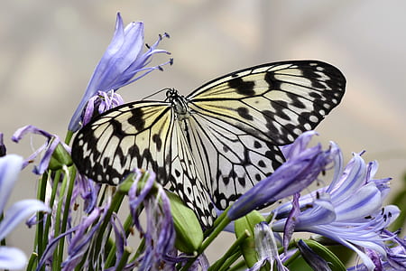 Paper Kite butterfly in closeup photo thumbnail