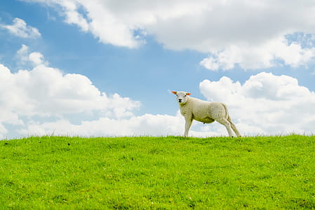 White Sheep on Green Grass Field thumbnail