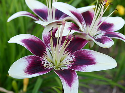 shallow focus photography of maroon-and-white flowers thumbnail