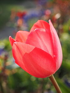 selective focus photography of red tulip flower thumbnail