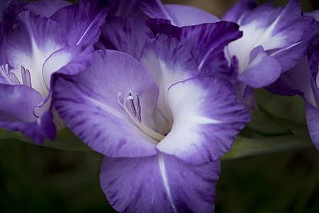 white-and-purple petaled flowers thumbnail