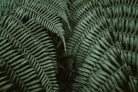 closeup photo of green Boston fern leaves thumbnail