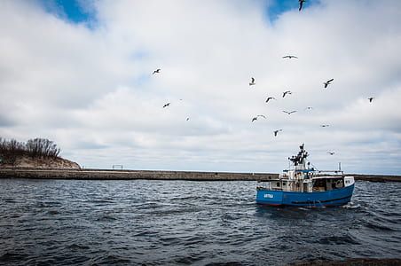 Blue and White Fishing Board Under Black Birds thumbnail