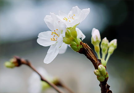 Selective Focus Of White Clustered Flowers thumbnail