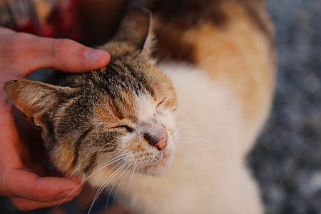 person petting cat in shallow photo thumbnail