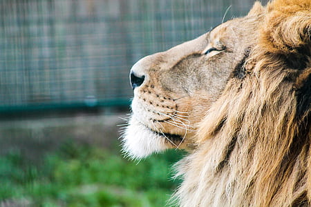closeup photo of lion thumbnail