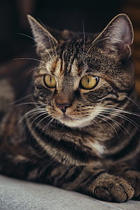 closeup photography of brown tabby cat thumbnail