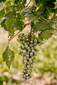food, nature, plant, fruits thumbnail
