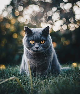 Selective Focus Photo Of Grey Cat thumbnail
