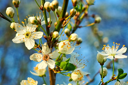 close up photography of white cherry blossoms thumbnail