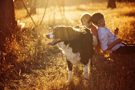 hands, people, field, dog thumbnail