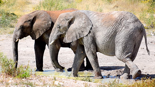 two elephants on water puddles thumbnail
