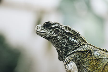 shallow focus photography of lizard thumbnail
