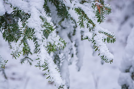 photo of snow coated tree thumbnail
