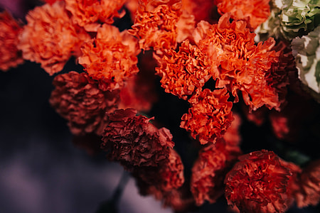 Close-ups of flowers and plants thumbnail