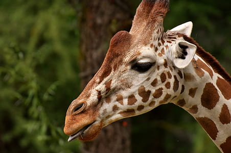 focus photo of giraffe's face thumbnail