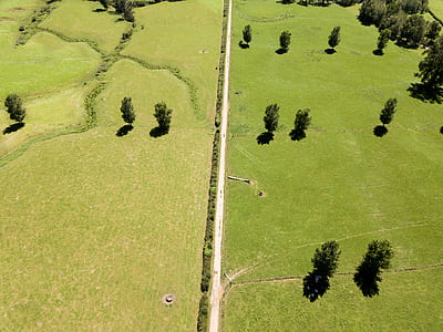 aerial photography of trees on grass field thumbnail