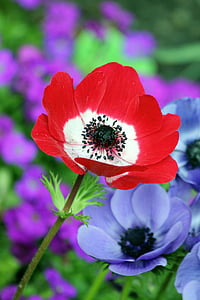 selective focus photo of red anemone flower arrangement thumbnail