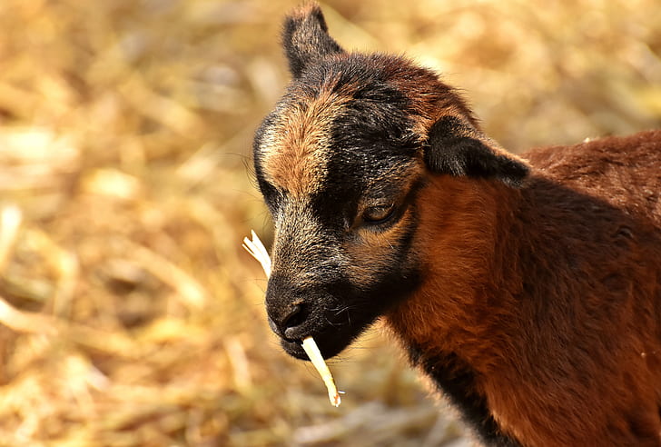 brown and black goat kid